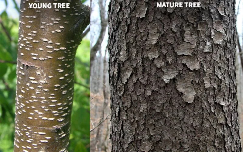 Wild Black Cherry Tree - 3 Gallon Pot