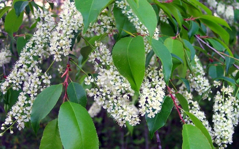 Wild Black Cherry Tree - 3 Gallon Pot