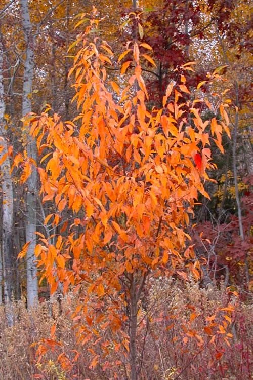 Wild Black Cherry Tree - 3 Gallon Pot