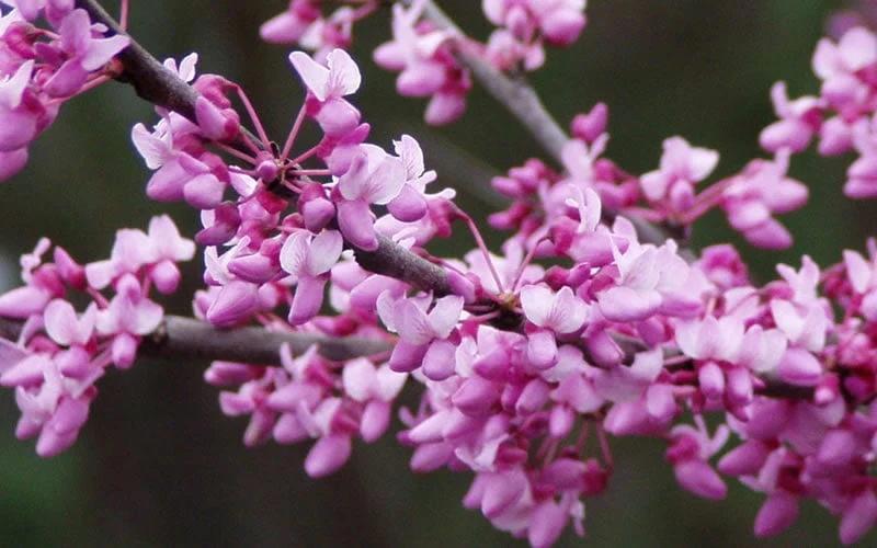 Eastern Redbud - 3 Gallon Pot