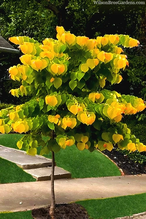 The Rising Sun Redbud Tree - 5 Gallon Pot