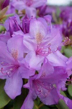 Boursault Catawba Rhododendron - 1 Gallon Pot