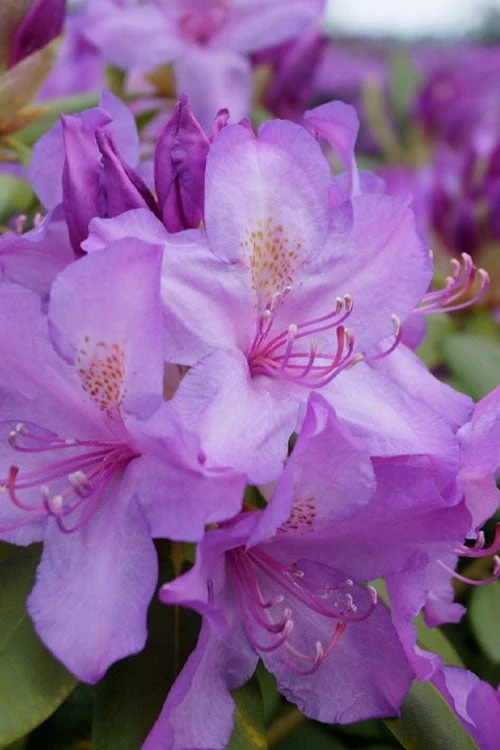 Boursault Catawba Rhododendron - 1 Gallon Pot