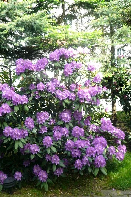 Boursault Catawba Rhododendron - 1 Gallon Pot