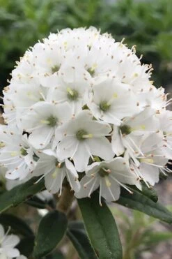 Milky Way Rhododendron - 1 Gallon Pot