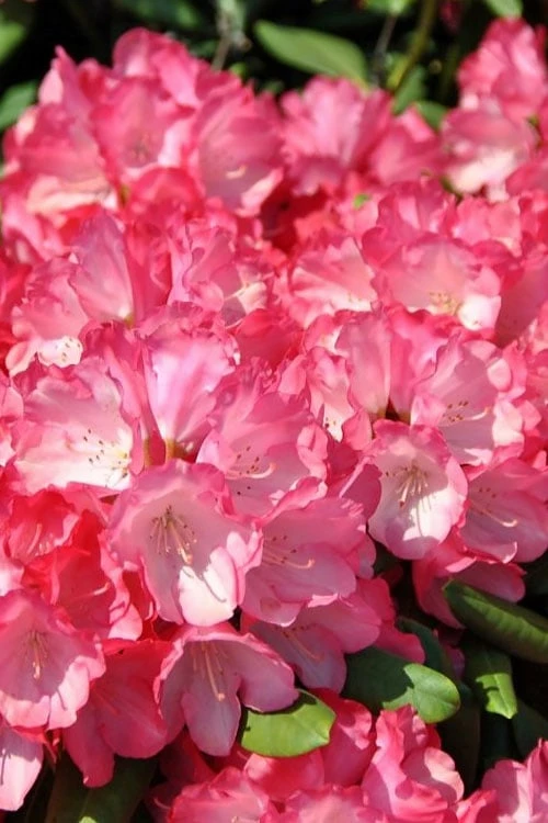 Fantastica Rhododendron - 5 Gallon Pot