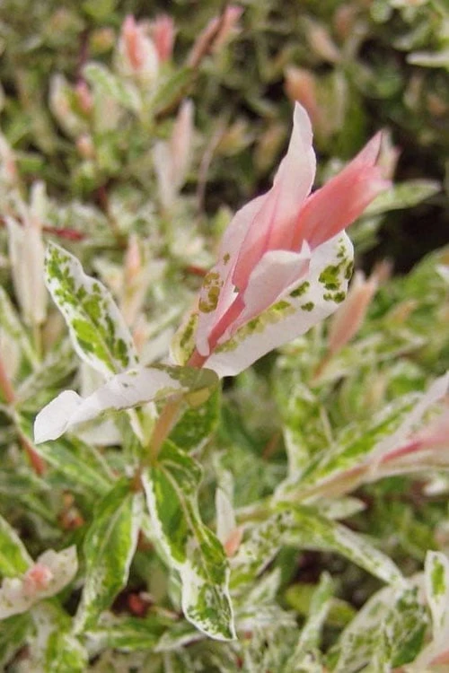 Flamingo Dappled Willow (Shrub Form) - 2 Gallon Pot