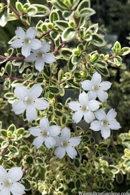 Variegated Snowbush (Serissa japonica) - 1 Gallon Pot