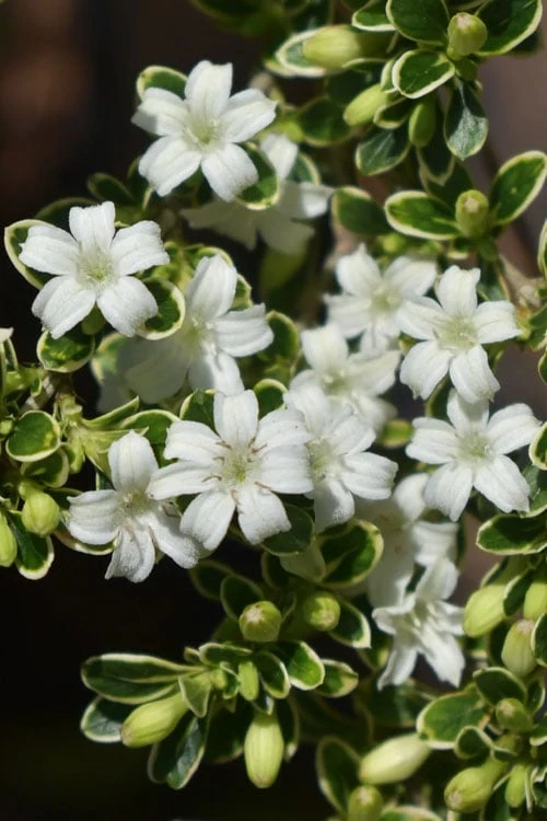 Variegated Snowbush (Serissa japonica) - 1 Gallon Pot