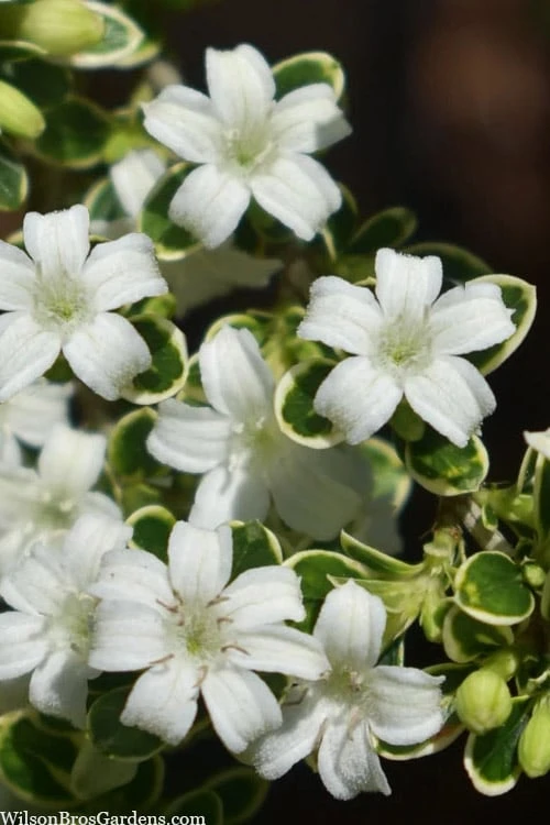 Variegated Snowbush (Serissa japonica) - 1 Gallon Pot