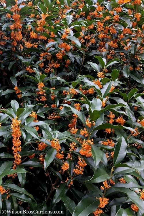 Fragrant Orange Tea Olive - Osmanthus fragrans aurantiacus - 1 Gallon Pot
