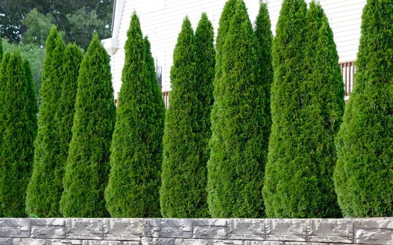 Emerald Green Arborvitae - 1 Gallon Pot