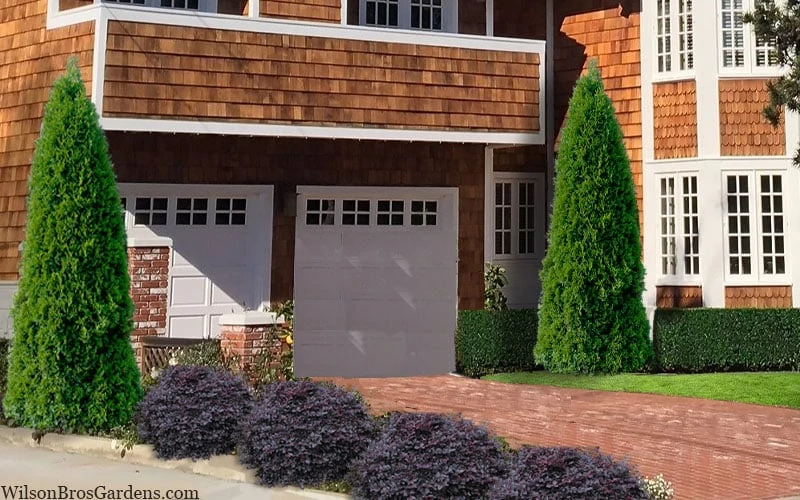 Emerald Green Arborvitae - 1 Gallon Pot