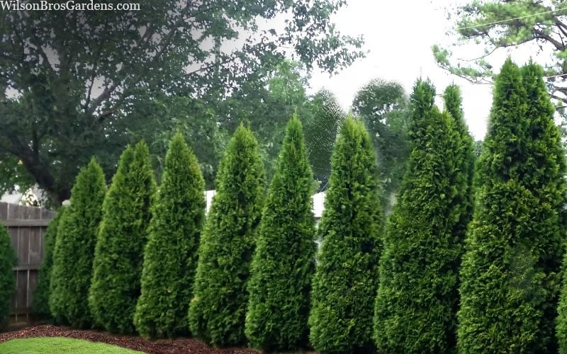 Emerald Green Arborvitae - 1 Gallon Pot
