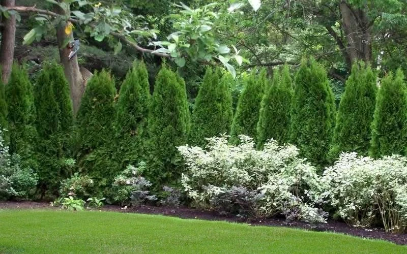 Emerald Green Arborvitae - 1 Gallon Pot