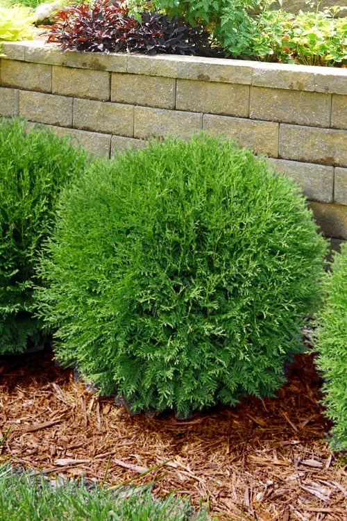 Planet Earth Arborvitae - 3 Gallon Pot
