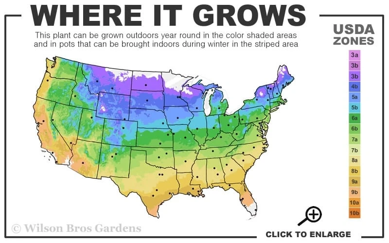 Jakmanii Purple Clematis - 1 Gallon Pot