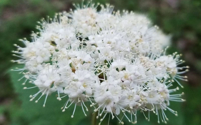 Maple Leaf Viburnum - 3 Gallon Pot