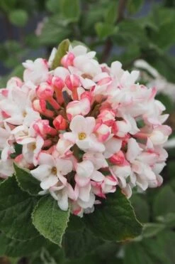 Spice Girl Koreanspice Viburnum - 1 Gallon Pot