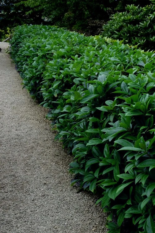 David Viburnum - 3 Gallon Pot
