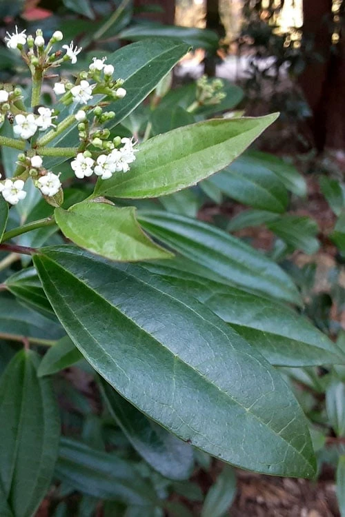 Moonlit Lace Viburnum - 7 Gallon Pot
