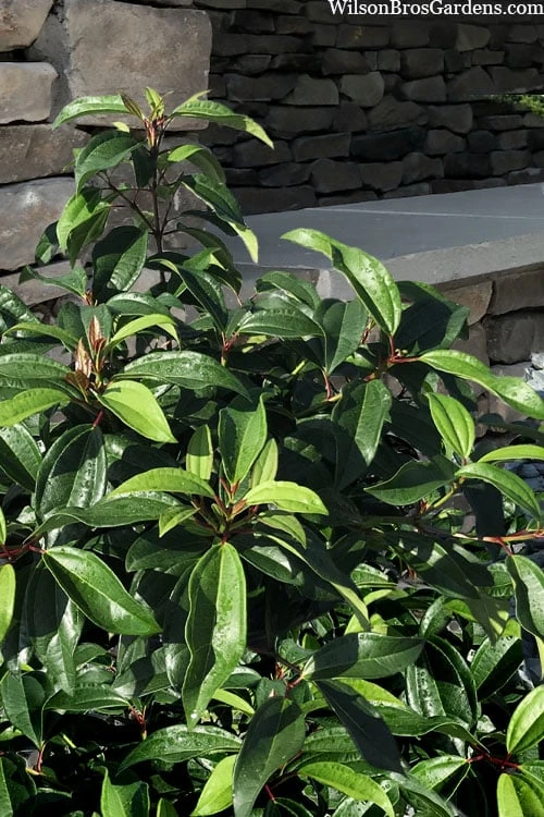 Moonlit Lace Viburnum - 7 Gallon Pot