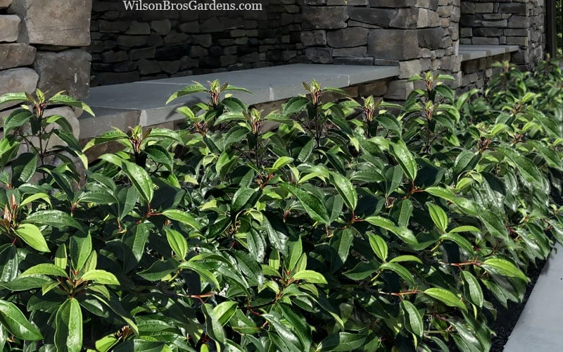 Moonlit Lace Viburnum - 7 Gallon Pot