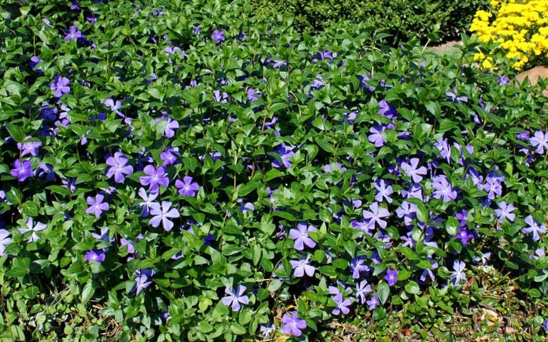 Bigleaf Periwinkle (Vinca major) - 10 Pack of Pint Pots