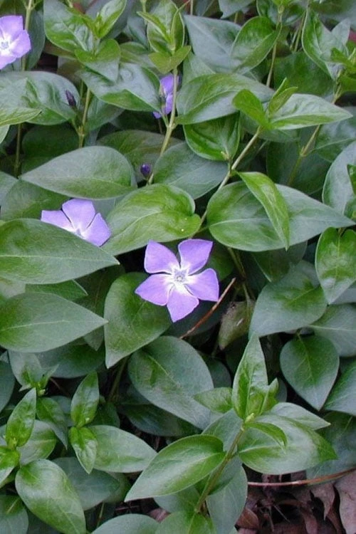 Bigleaf Periwinkle (Vinca major) - 10 Pack of Pint Pots